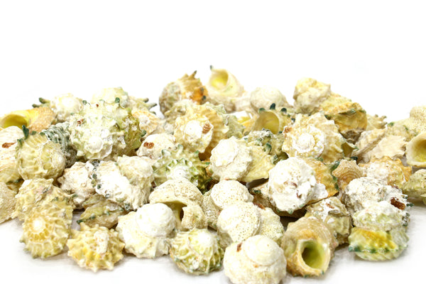 Yellow Green Turbo Shells - 1 Kg